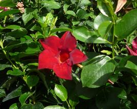 Diplandénie 'Sundaville Classic Red'