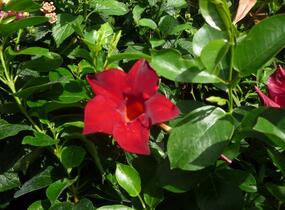 Diplandénie 'Sundaville Classic Red' - Mandevilla sanderi 'Sundaville Classic Red'