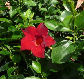 Diplandénie 'Sundaville Classic Red' - Mandevilla sanderi 'Sundaville Classic Red'