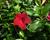 Diplandénie 'Sundaville Classic Red'