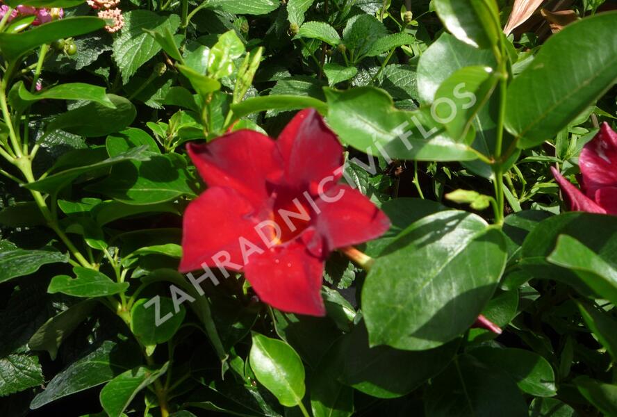 Diplandénie 'Sundaville Classic Red' - Mandevilla sanderi 'Sundaville Classic Red'