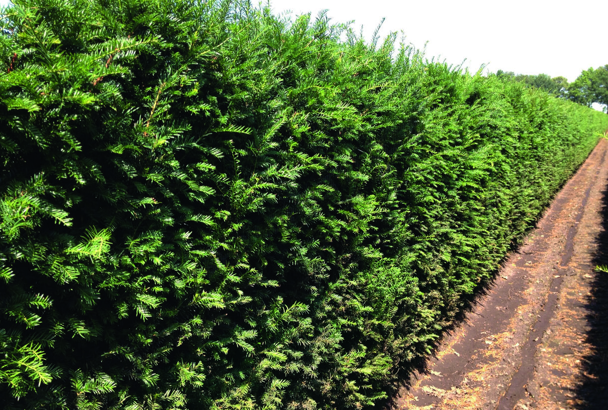 Tis červený - předpěstované bloky - Taxus baccata - předpěstované bloky