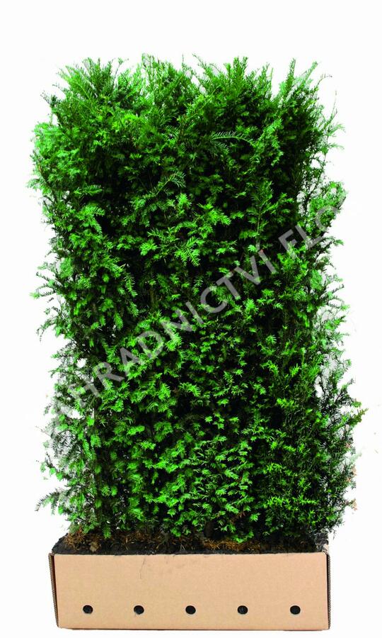 Tis červený - předpěstované bloky - Taxus baccata - předpěstované bloky