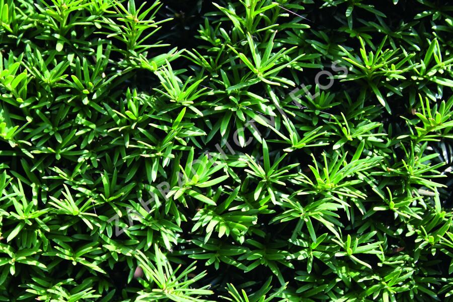Tis červený - předpěstované bloky - Taxus baccata - předpěstované bloky