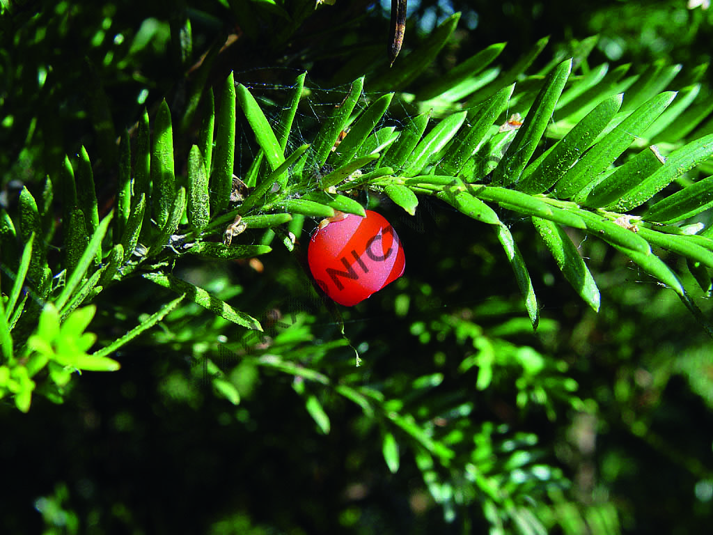 Tis červený - předpěstované bloky - Taxus baccata - předpěstované bloky