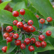 Blýskavka chlupatá - Photinia villosa