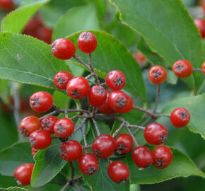 Blýskavka chlupatá - Photinia villosa