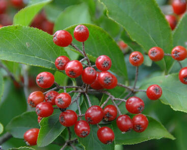 Blýskavka chlupatá