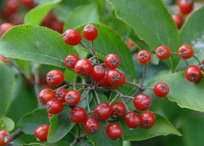 Blýskavka chlupatá - Photinia villosa