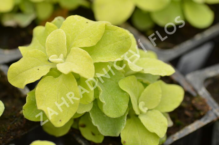 Smil 'Gold' - Helichrysum petiolare 'Gold'