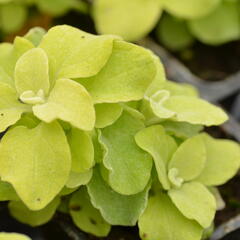 Smil 'Gold' - Helichrysum petiolare 'Gold'