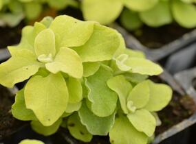 Smil 'Gold' - Helichrysum petiolare 'Gold'
