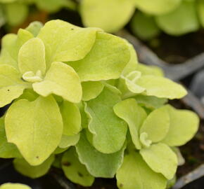 Smil 'Gold' - Helichrysum petiolare 'Gold'