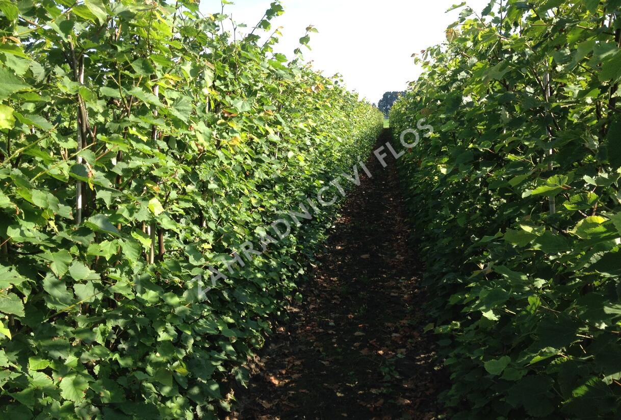 Lípa srdčitá - předpěstovaný živý plot - Tilia cordata - předpěstovaný živý plot