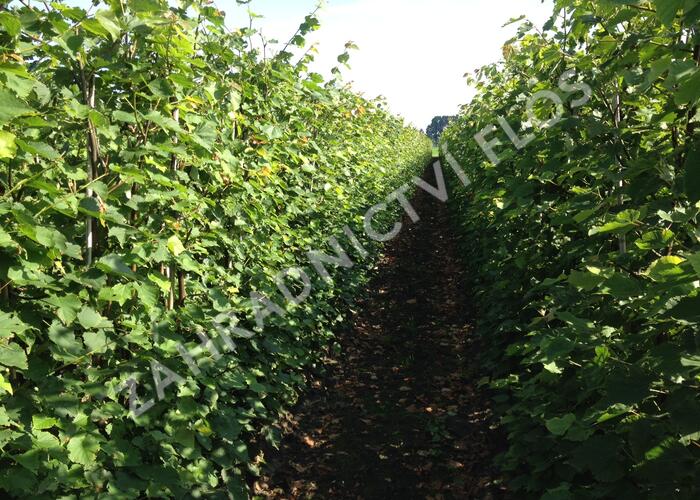 Lípa srdčitá - předpěstovaný živý plot - Tilia cordata - předpěstovaný živý plot