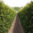Zerav, túje západní 'Brabant' - předpěstovaný živý plot - Thuja occidentalis 'Brabant' - předpěstovaný živý plot