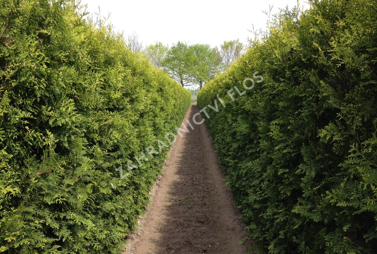 Túje, zerav západní 'Brabant' - předpěstovaný živý plot - Thuja occidentalis 'Brabant' - předpěstovaný živý plot