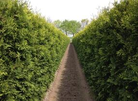 Túje, zerav západní 'Brabant' - předpěstovaný živý plot - Thuja occidentalis 'Brabant' - předpěstovaný živý plot
