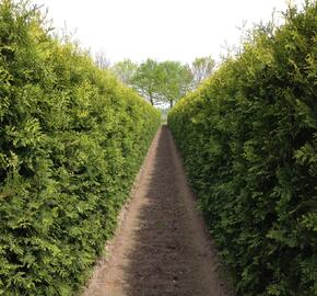Zerav, túje západní 'Brabant' - předpěstovaný živý plot - Thuja occidentalis 'Brabant' - předpěstovaný živý plot