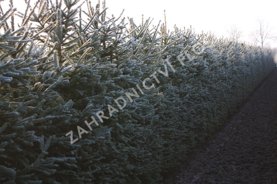 Smrk ztepilý - předpěstovaný živý plot - Picea abies - předpěstovaný živý plot