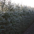 Smrk ztepilý - předpěstovaný živý plot - Picea abies - předpěstovaný živý plot