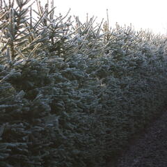 Smrk ztepilý - předpěstovaný živý plot - Picea abies - předpěstovaný živý plot