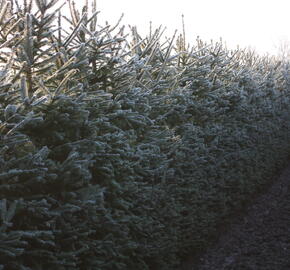 Smrk ztepilý - předpěstovaný živý plot - Picea abies - předpěstovaný živý plot