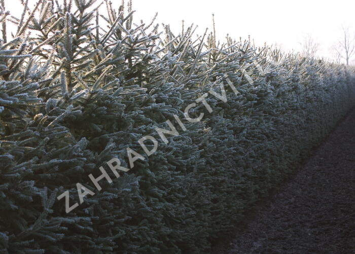 Smrk ztepilý - předpěstovaný živý plot - Picea abies - předpěstovaný živý plot