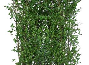 Ptačí zob vejčitolistý - předpěstovaný živý plot - Ligustrum ovalifolium - předpěstovaný živý plot