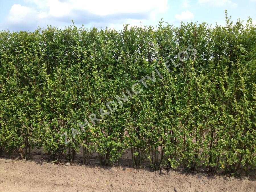 Ptačí zob vejčitolistý - předpěstovaný živý plot - Ligustrum ovalifolium - předpěstovaný živý plot