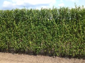Ptačí zob vejčitolistý - předpěstovaný živý plot - Ligustrum ovalifolium - předpěstovaný živý plot