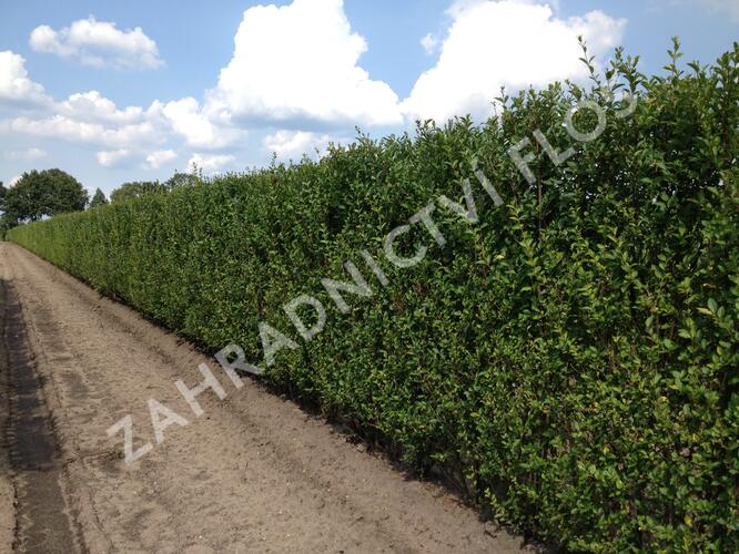 Ptačí zob vejčitolistý - předpěstovaný živý plot - Ligustrum ovalifolium - předpěstovaný živý plot