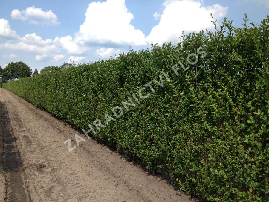 Ptačí zob vejčitolistý - předpěstovaný živý plot - Ligustrum ovalifolium - předpěstovaný živý plot