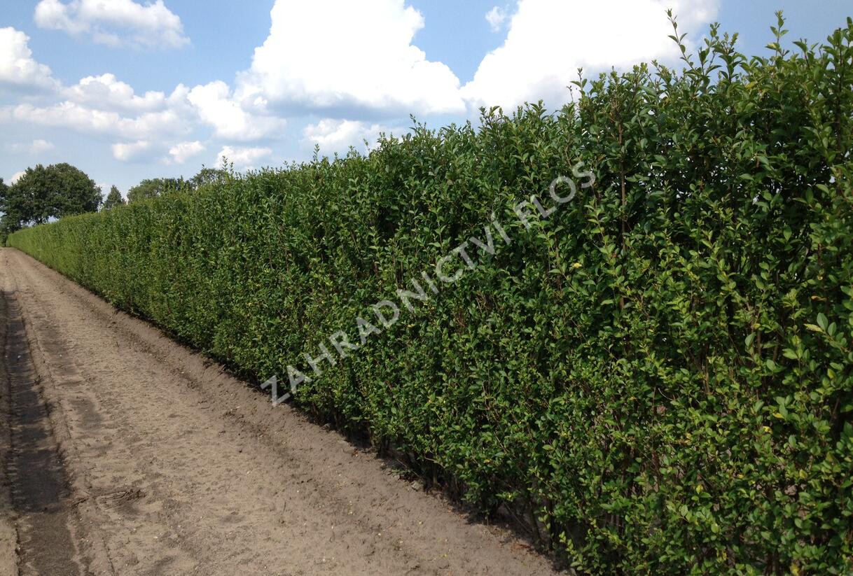 Ptačí zob vejčitolistý - předpěstovaný živý plot - Ligustrum ovalifolium - předpěstovaný živý plot