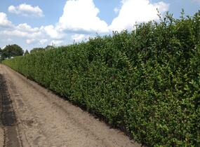 Ptačí zob vejčitolistý - předpěstovaný živý plot - Ligustrum ovalifolium - předpěstovaný živý plot