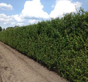 Ptačí zob vejčitolistý - předpěstovaný živý plot - Ligustrum ovalifolium - předpěstovaný živý plot