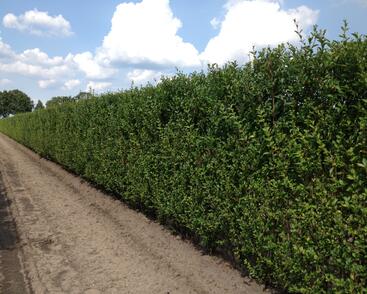 Ptačí zob vejčitolistý - předpěstovaný živý plot