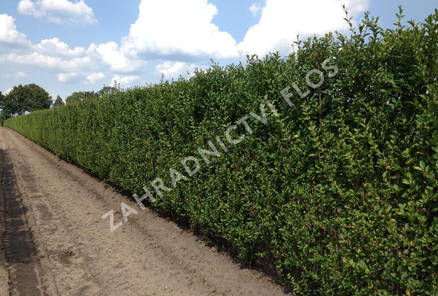 Ptačí zob vejčitolistý - předpěstovaný živý plot - Ligustrum ovalifolium - předpěstovaný živý plot