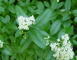 Ptačí zob vejčitolistý - předpěstovaný živý plot - Ligustrum ovalifolium - předpěstovaný živý plot