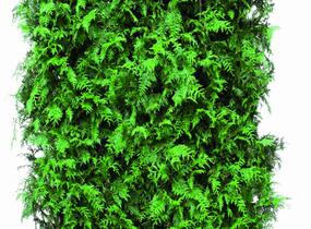 Túje obrovská, zerav řasnatý 'Excelsa' - předpěstovaný živý plot - Thuja plicata 'Excelsa' - předpěstovaný živý plot