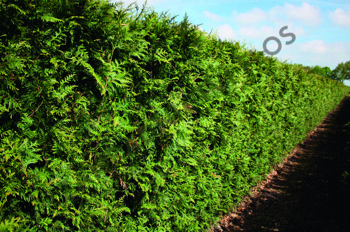 Zerav, túje řasnatá 'Excelsa' - předpěstovaný živý plot - Thuja plicata 'Excelsa' - předpěstovaný živý plot