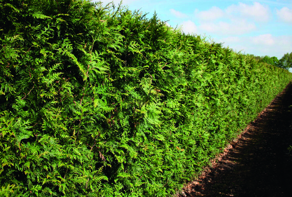 Túje obrovská, zerav řasnatý 'Excelsa' - předpěstovaný živý plot - Thuja plicata 'Excelsa' - předpěstovaný živý plot