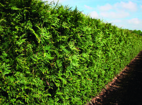 Túje obrovská, zerav řasnatý 'Excelsa' - předpěstovaný živý plot - Thuja plicata 'Excelsa' - předpěstovaný živý plot