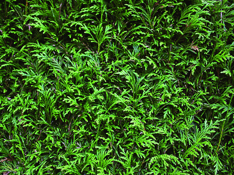 Zerav, túje řasnatá 'Excelsa' - předpěstovaný živý plot - Thuja plicata 'Excelsa' - předpěstovaný živý plot
