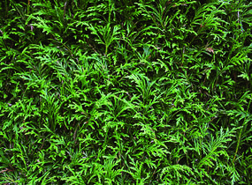 Túje obrovská, zerav řasnatý 'Excelsa' - předpěstovaný živý plot - Thuja plicata 'Excelsa' - předpěstovaný živý plot