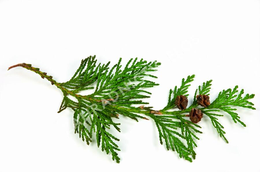 Zerav, túje řasnatá 'Excelsa' - předpěstovaný živý plot - Thuja plicata 'Excelsa' - předpěstovaný živý plot