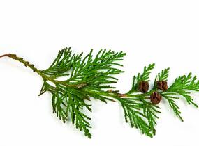 Túje obrovská, zerav řasnatý 'Excelsa' - předpěstovaný živý plot - Thuja plicata 'Excelsa' - předpěstovaný živý plot