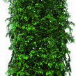 Metasekvoje tisovcovitá - předpěstovaný živý plot - Metasequoia glyptostroboides - předpěstovaný živý plot