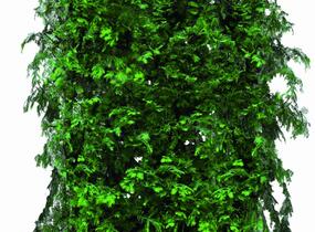 Metasekvoje tisovcovitá - předpěstovaný živý plot - Metasequoia glyptostroboides - předpěstovaný živý plot
