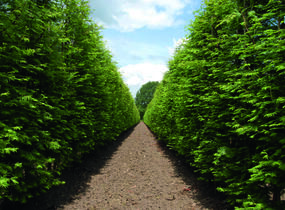 Metasekvoje tisovcovitá - předpěstovaný živý plot - Metasequoia glyptostroboides - předpěstovaný živý plot